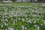 ホテイアオイの花